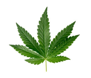 Marijuana refers to the dried leaves, flowers, stems, and seeds from the Cannabis sativa or Cannabis indica plant.
